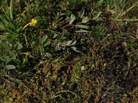 NL, Friesland, Vlieland, Eerste Kroons Polder 16, Saxifraga-Hans Boll