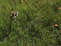 NL, Friesland, Vlieland, Eerste Kroons Polder 17, Saxifraga-Hans Boll