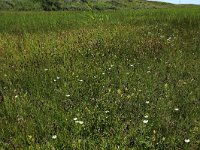 NL, Friesland, Vlieland, Eerste Kroons Polder 21, Saxifraga-Hans Boll