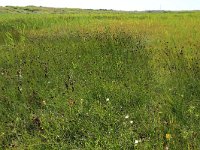 NL, Friesland, Vlieland, Eerste Kroons Polder 23, Saxifraga-Hans Boll