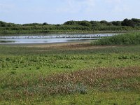 NL, Friesland, Vlieland, Eerste Kroons Polder 31, Saxifraga-Hans Boll