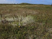 NL, Friesland, Vlieland, Kooisplek 18, Saxifraga-Hans Boll