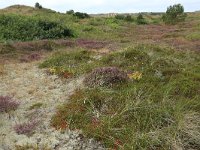 NL, Friesland, Vlieland, Kooisplek 44, Saxifraga-Hans Boll