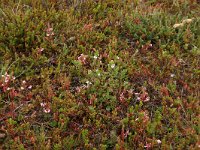 NL, Friesland, Vlieland, Kooisplek 62, Saxifraga-Hans Boll