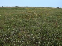 NL, Friesland, Vlieland, Kooispleklid 3, Saxifraga-Hans Boll