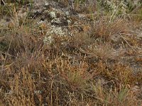 NL, Friesland, Vlieland, Kooispleklid 5, Saxifraga-Hans Boll