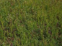 NL, Friesland, Vlieland, Meeuwenduinen 3, Saxifraga-Hans Boll