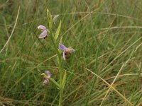 NL, Friesland, Vlieland, Noordzeeduin 3, Saxifraga-Hans Boll