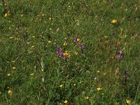 NL, Friesland, Vlieland, Oostervallei 3, Saxifraga-Hans Boll