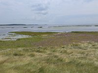 NL, Friesland, Vlieland, Posthuiswad 19, Saxifraga-Hans Boll