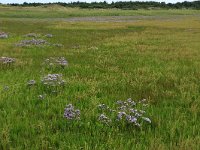 NL, Friesland, Vlieland, Posthuiswad 4, Saxifraga-Hans Boll