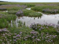 NL, Friesland, Vlieland, Posthuiswad 8, Saxifraga-Hans Boll