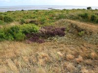 NL, Friesland, Vlieland, Poterslid 12, Saxifraga-Hans Boll