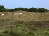 NL, Friesland, Vlieland, Poterslid 3, Saxifraga-Hans Boll