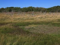 NL, Friesland, Vlieland, Tweede Kroons Polder 14, Saxifraga-Hans Boll