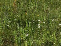 NL, Friesland, Vlieland, Tweede Kroons Polder 19, Saxifraga-Hans Boll