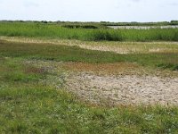 NL, Friesland, Vlieland, Tweede Kroons Polder 22, Saxifraga-Hans Boll