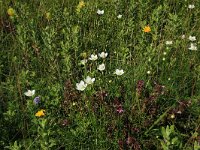 NL, Friesland, Vlieland, Tweede Kroons Polder 24, Saxifraga-Hans Boll