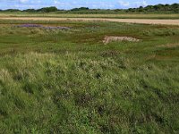 NL, Friesland, Vlieland, Tweede Kroons Polder 3, Saxifraga-Hans Boll