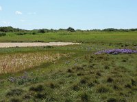 NL, Friesland, Vlieland, Tweede Kroons Polder 8, Saxifraga-Hans Boll