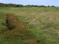 NL, Friesland, Vlieland, Vliehors 13, Saxifraga-Hans Boll