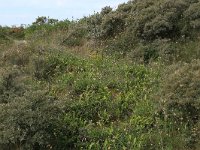 NL, Friesland, Vlieland, Vliehors 15, Saxifraga-Hans Boll