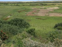 NL, Friesland, Vlieland, Vliehors 17, Saxifraga-Hans Boll