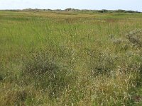 NL, Friesland, Vlieland, Vliehors 19, Saxifraga-Hans Boll