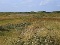 NL, Friesland, Vlieland, Vliehors 2, Saxifraga-Hans Boll