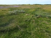 NL, Friesland, Vlieland, Vliehors 5, Saxifraga-Hans Boll