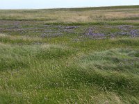 NL, Friesland, Vlieland, Vliehors 6, Saxifraga-Hans Boll