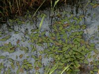 NL, Friesland, Vlieland, Vlieland 1, Saxifraga-Hans Boll