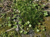 NL, Friesland, Vlieland, Vlieland 5, Saxifraga-Hans Boll