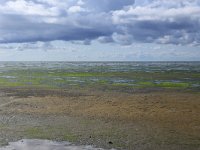 NL, Friesland, Vlieland, Wad 7, Saxifraga-Hans Boll