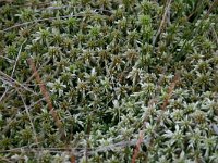 NL, Friesland, Weststellingwerf, Noordwolder Meente 5, Saxifraga-Hans Boll