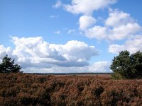 NL, Gelderland, Apeldoorn, Asselse Heide 2, Saxifraga-Bart Vastenhouw