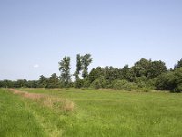 NL, Gelderland, Apeldoorn, Beekbergerwoud 1, Saxifraga-Roel Meijer