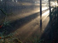 NL, Gelderland, Apeldoorn, Hoge Veluwe 4, Foto Fitis-Sytske Dijksen