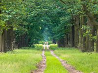 Long straight forest lane dissapearing on the horizon  Long straight forest lane dissapearing on the horizon : Nature Conservation Policy, Netherlands, Veluwe, biotoop, bomen, bomenlaan, boom, conservation, creative nature, environment, forest, forest lane, gelderland, green, habitat, hdr, hoge veluwe, holland, laan, laanbomen, landscape, landschap, lane, national park, natura 2000, natural, natural law, naturally, nature, nature conservation, natuur, natuurbeheer, natuurbehoud, natuurbeleid, natuurlijk, natuurlijke, natuurreservaat, natuurwet, nederland, omgeving, rudmer zwerver, spring, summer, tree, trees, zomer