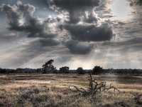 HDR image of a nature reserve  HDR image of a nature reserve with dead tree in front : atmosphere, background, beam, beautiful, bright, cloud, creative nature, dead, environment, field, fresh, grass, green, greens, hdr, heath, heather, heathland, holland, idyllic, landscape, landschap, light, mood, national, natural, nature, nederland, nobody, organic, outdoors, park, path, pathway, peace, picturesque, plants, ray, reserve, rudmer zwerver, rural, sand, serene, serenity, sky, stick, summer, sun, sunlight, tree, trees, walks, wood