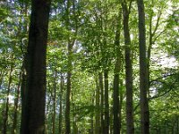 NL, Gelderland, Apeldoorn, Hoog Buurlo 1, Saxifraga-Bart Vastenhouw