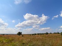 NL, Gelderland, Apeldoorn, Hoog Buurlose Heide 2, Saxifraga-Bart Vastenhouw