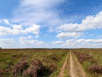 NL, Gelderland, Apeldoorn, Hoog Buurlose Heide 4, Saxifraga-Bart Vastenhouw