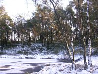 NL, Gelderland, Apeldoorn, Loenermark 14, Saxifraga-Henk Sierdsema