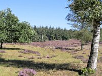 NL, Gelderland, Apeldoorn, Loenermark 17, Saxifraga-Tom Heijnen