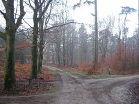 NL, Gelderland, Apeldoorn, Loenermark 21, Saxifraga-Henk Sierdsema