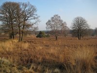 NL, Gelderland, Apeldoorn, Loenermark 24, Saxifraga-Henk Sierdsema