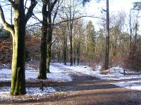 NL, Gelderland, Apeldoorn, Loenermark 3, Saxifraga-Henk Sierdsema