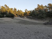 NL, Gelderland, Apeldoorn, Loenermark 4, Saxifraga-Tom Heijnen