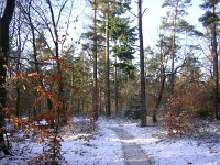 NL, Gelderland, Apeldoorn, Loenermark 7, Saxifraga-Henk Sierdsema